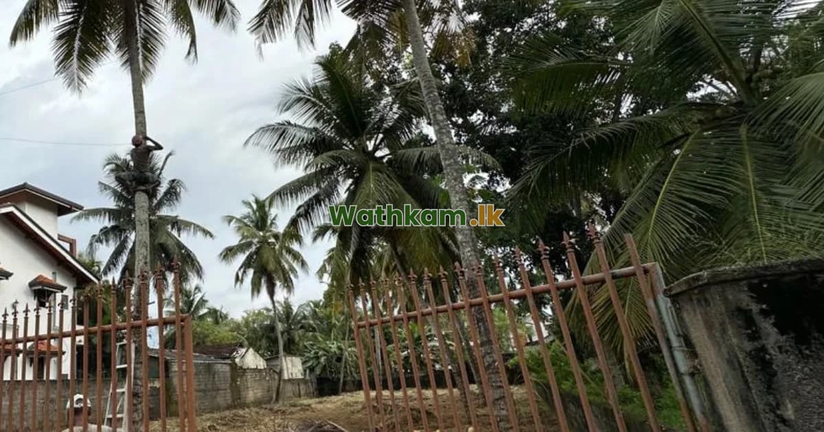 Land for sale in Negombo, gampaha - 42.2 Perches Land In Negombo Town