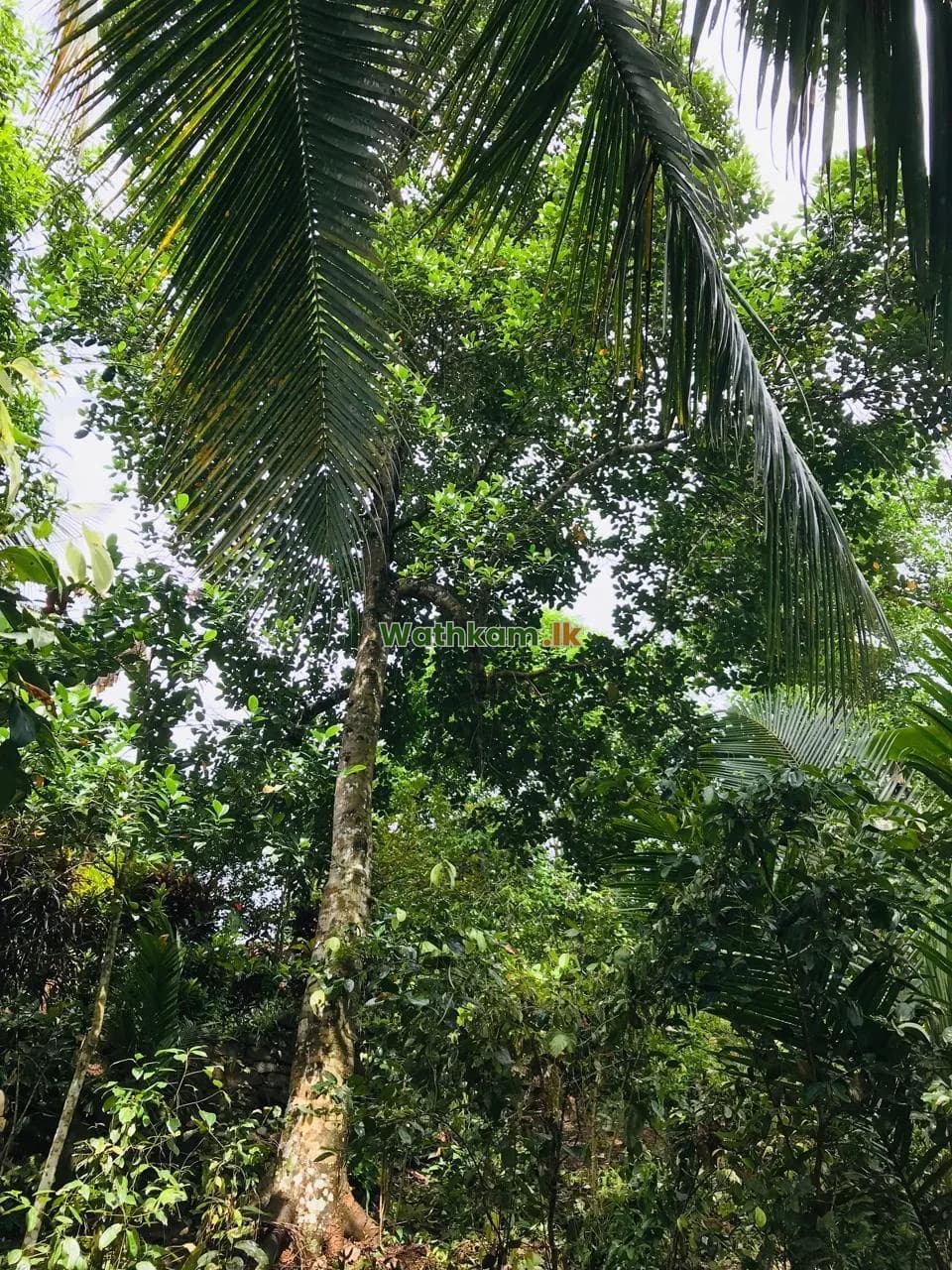 🌿 ගාල්ල දික්කුඹුර ප්රධාන පාරට මීටර් 20ක් දුරින් වටිනා කුරුඳු ඉඩමක් විකිණීමට! 🌿🏡✨ - photo 1