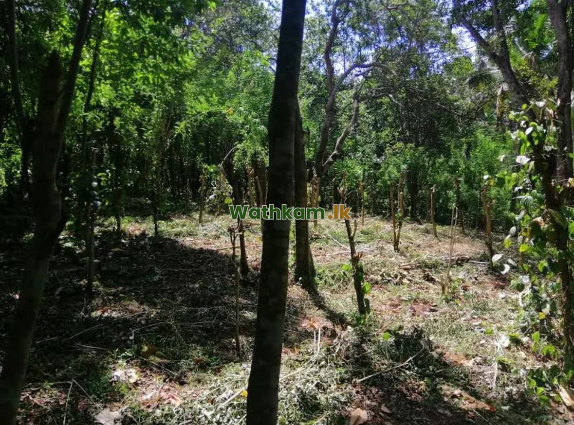 Land for sale in Wellawaya, monaragala - 9-Acre Land for Sale in Randeniya, Nature & Investment Opportunity