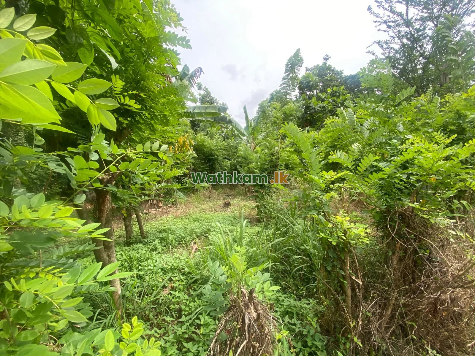 Land for sale in Ibbagamuwa, kurunegala - 19 perch land in sale ibbagamuwa , clear deed