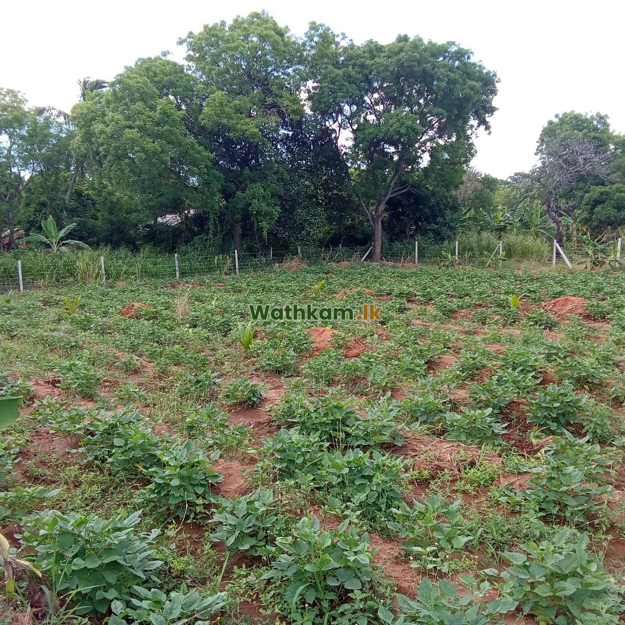 2 Acer in Thanamawila - photo 1